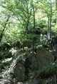 Wielogatunkowy las zboczowy w północnej części obszaru Natura 2000 Sztolnie w Leśnej. Fot. M. Smoczyk