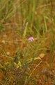 Wrzosiec bagienny Erica tertalix w obszarze Natura 2000 Dolina Dolnej Kwisy. Fot. G. Swacha