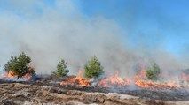 Wypalanie wrzosowisk w ramach ochrony czynnej siedliska Wrzosowisko Przemkowskie. Fot. H. Liberacka