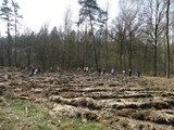 Sadzenie sadzonek buka i sosny w leśnictwie Gałów / Fot. E. Kwiatkowska