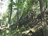 Martwe drewno w lesie lipowo-klonowym Aceri-Tilietum - wykształconym w części szczytowej 
i na rumowiskach bazaltowych na stokach wzgórz,   Fot. dr Ewa Szczęśniak
