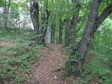 Leśny rezerwat przyrody „Góra Zamkowa”,   Fot. B. Jermaczek