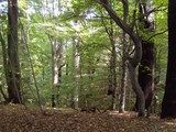 Leśny rezerwat przyrody „Grądy koło Posady”,   Fot. B. Jermaczek