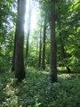 Leśny rezerwat przyrody „Grodzisko Ryczyńskie”,   Fot. S. Szefer-Michalak