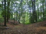Leśny rezerwat przyrody „Las Bukowy w Skarszynie”,  Fot. I. Woś