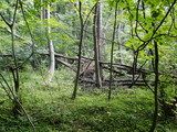 Leśny rezerwat przyrody „Łęgi Źródliskowe koło Przemkowa”,   Fot. M. Rudnik