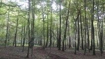 Leśny rezerwat przyrody „Uroczysko Obiszów”,    Fot. M. Rudnik