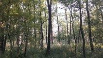 Leśny rezerwat przyrody „Zabór”,    Fot. M. Rudnik