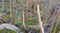 Odsłonięta po wykoszeniu trzciny krzewinka wrzośca bagiennego Erica tetralix w rezerwacie przyrody „Brzeźnik” / Fot. Matylda Rudnik