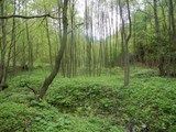 Płat siedliska 91E0 łęgi wierzbowe, topolowe, olszowe i jesionowe i olsy źródliskowe stanowiące przedmiot ochrony obszaru Natura 2000 Góry i Pogórze Kaczawskie, fot. J. Kaszewska-Mejer