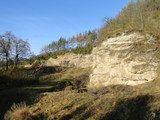 Dążenie do eliminacji inwazyjnej robinii akacjowej w rezerwacie przyrody „Skałki Stoleckie” wymaga corocznej jej wycinki u podstawy wychodni skalnych kamieniołomu / Fot. Irena Litwicka